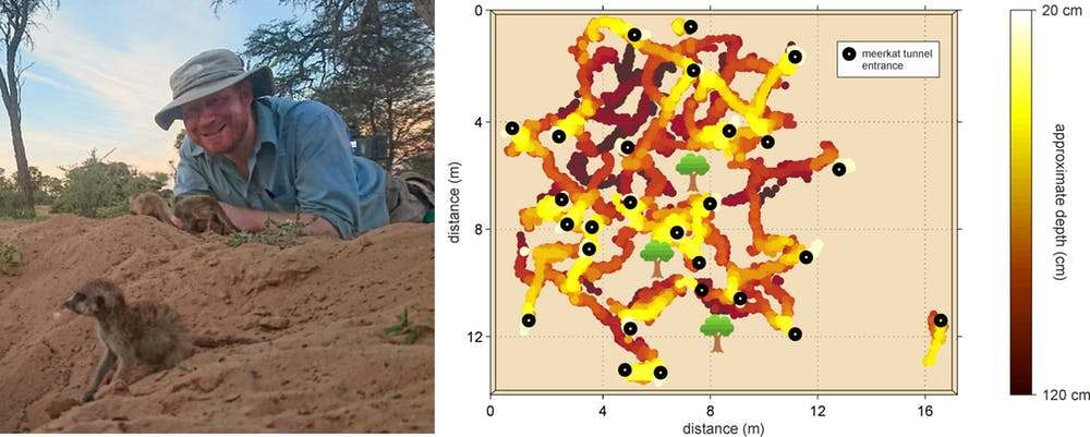 El autor en el Kalahari; un mapa derivado del radar de la red de madrigueras de suricatas. Isabel Rogers, BBC; autor proporcionado, autor proporcionado